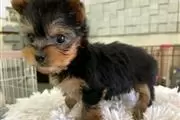 ###Yorkshire Terrier### en Bakersfield