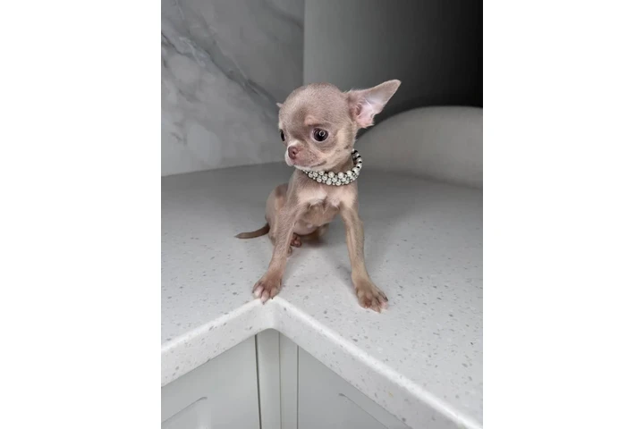 $300 : Teacup Chihuahua puppies image 8
