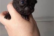 $400 : chihuahua puppies for sale thumbnail