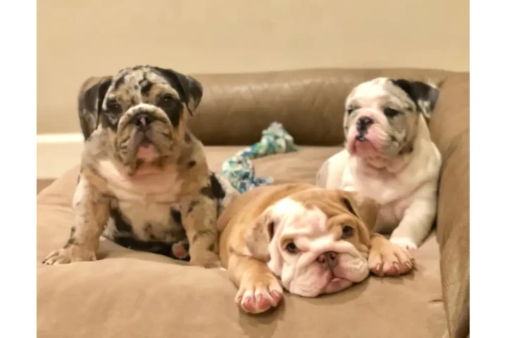 $350 : Cachorros Bulldog Inglés image 1
