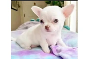 Cachorros de chihuahua en Fort Lauderdale