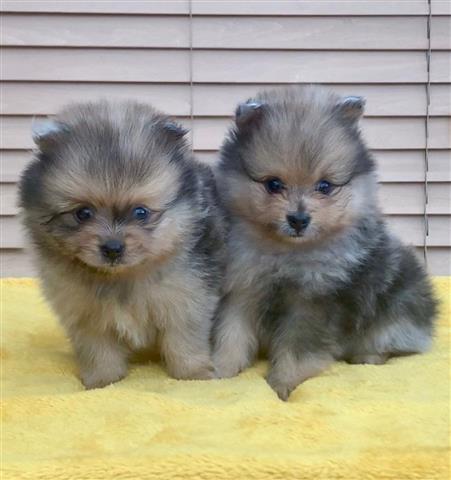 $550 : High quality POM puppies image 1