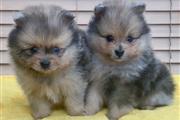 High quality POM puppies en Washington DC