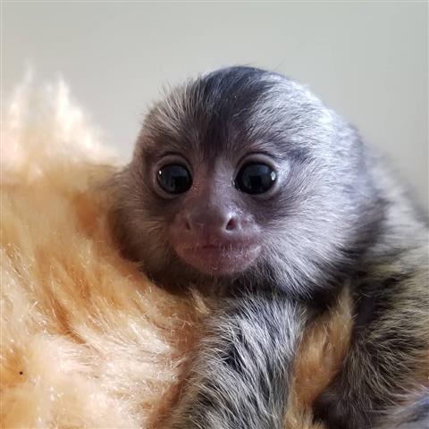 $900 : spider baby monkey for sale image 1