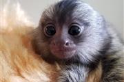 spider baby monkey for sale en La Paz MX