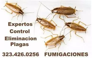 FUMIGADOR TERMITA - PLAGA 24/7 image 4