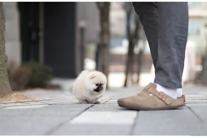 $350 : Micro Pomerania image 3