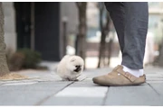 $350 : Micro Pomerania thumbnail