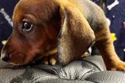 Adorables cachorros Dachshund en Bronx