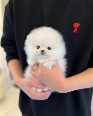 $300 : Pomeranians puppies for sale image 2