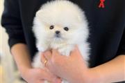 $300 : Pomeranians puppies for sale thumbnail