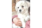 Adorable Male Tornjak Puppy en Tucson