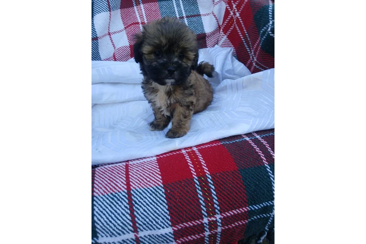 $350 : Pomeranian mix poodle image 2