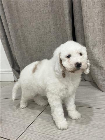 $800 : Mini Goldendoodle image 2