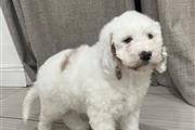 $800 : Mini Goldendoodle thumbnail