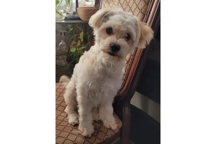 $1 : Se dan adopción mach y hembra image 2