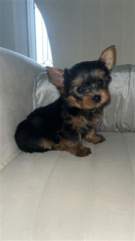 $800 : Yorkie image 2