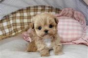 Cachorros Maltipoo a la venta en Trenton