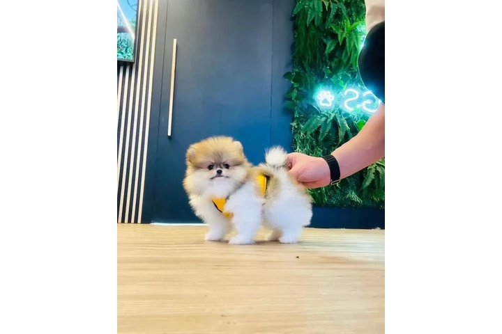 $350 : Cachorros de Pomerania image 2