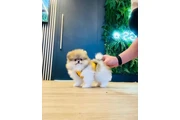 $350 : Cachorros de Pomerania thumbnail