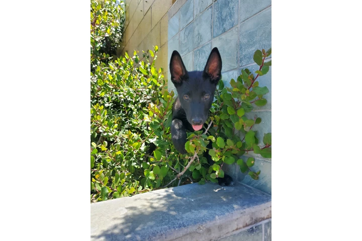 $500 : Pastor aleman image 1