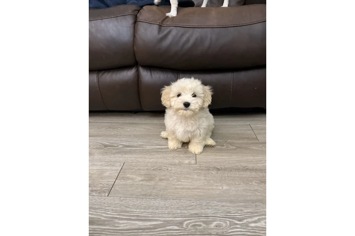 $4 : Bichon maltés image 5