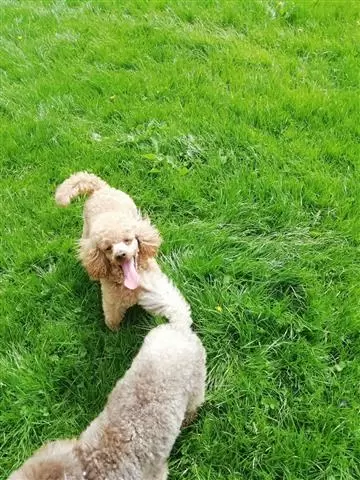 FEMALE TOY POODLE PUP image 1