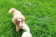 FEMALE TOY POODLE PUP en Des Moines
