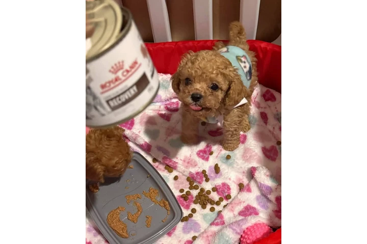 $350 : Caniche miniatura image 2