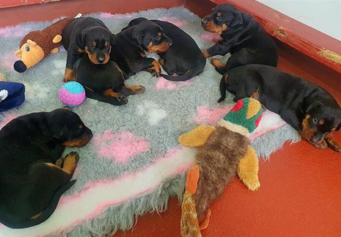 $400 : Lovely Rottweiler Puppies image 2