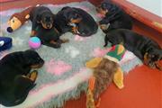 $400 : Lovely Rottweiler Puppies thumbnail