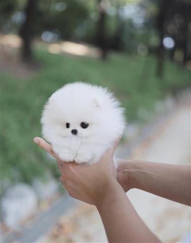 $300 : Teacup Pomeranian puppies image 2