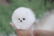 $300 : Teacup Pomeranian puppies thumbnail