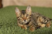 $250 : Gatito bengalí en adopción thumbnail