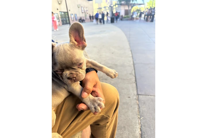 $1700 : Frenchies AKC image 3