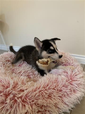 $600 : HUSKY PUPPIES AVAILABLE image 2