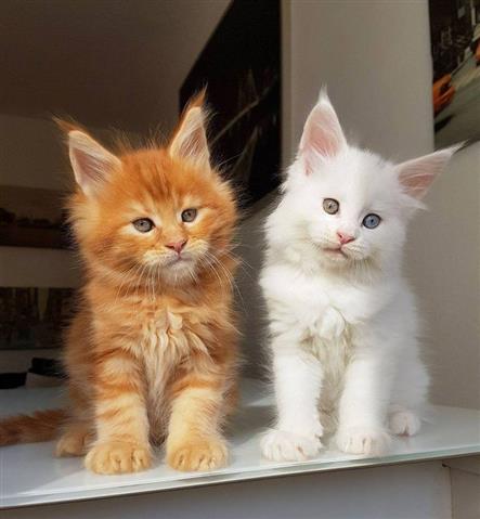 $400 : Mainecoon kittens available. image 2