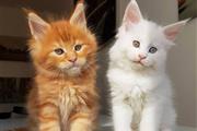 $400 : Mainecoon kittens available. thumbnail