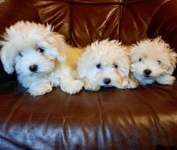 Super Adorable Maltese Puppies image 2