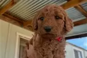 Goldendoodle en Orange County