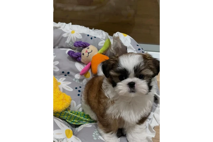 $350 : cachorros Shihzu image 1