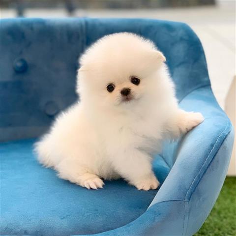 $400 : Pomeranian puppies image 2