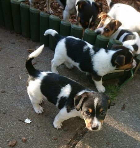 $500 : Jack Russell Puppies For Sale image 3