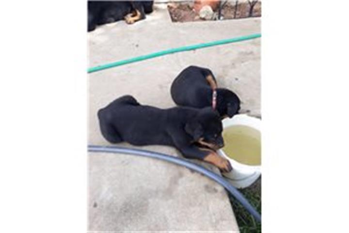 $500 : Top Quality Rottweiler Puppies image 2