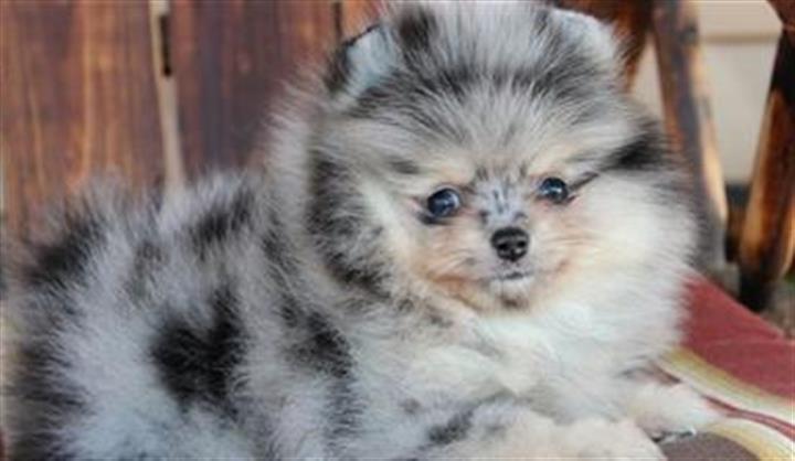 $350 : Pomerania en venta image 2