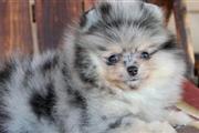 $350 : Pomerania en venta thumbnail