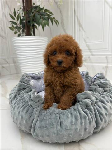 $350 : Maltipoo image 8