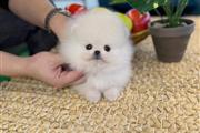 Adorables mini Pomerania thumbnail