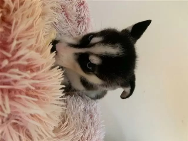 $600 : HUSKY PUPPIES AVAILABLE image 3
