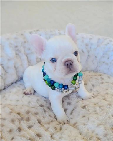 $300 : Pomeranian and French bulldogs image 4
